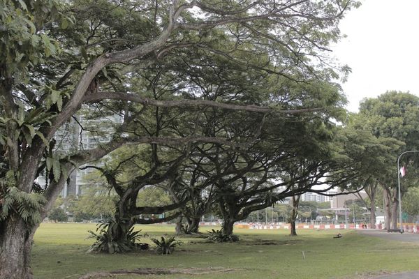 Singapore residential neighbourhood with mature trees and buildings
