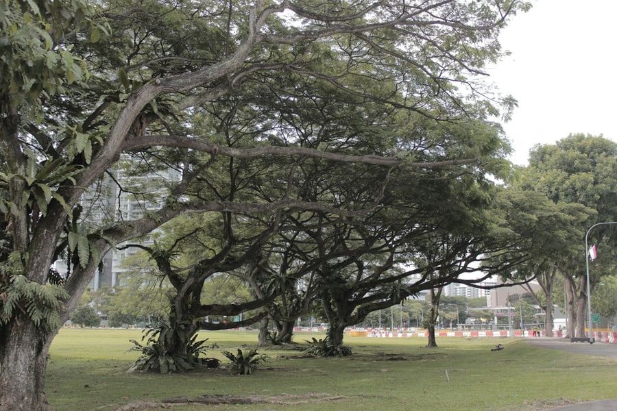 Mature HDB estate in District 19 with tree lined streets