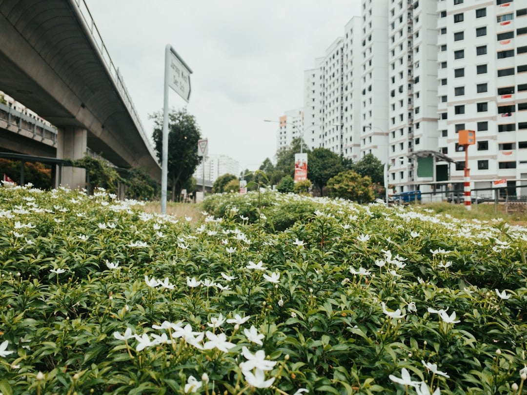 Quiet landed street in District 23 Bukit Panjang and Choa Chu Kang